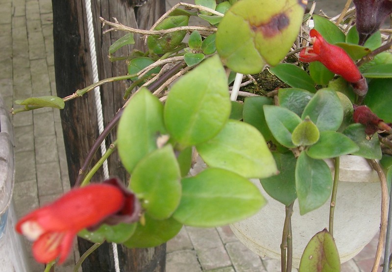 Lipstick Vine, Basket Vine,Urn Plant ,اشیانتوس
